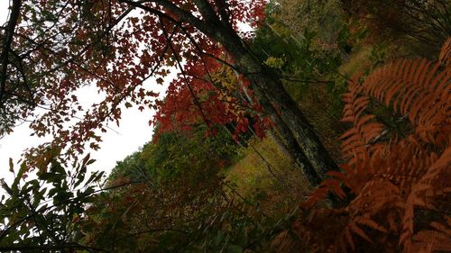 Low angle view of trees in forest