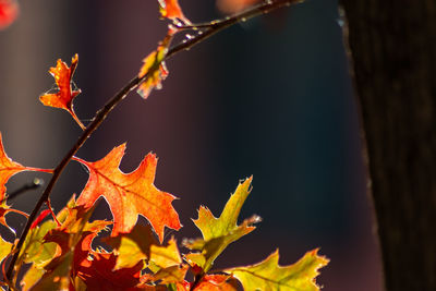 Close-up of maple leaves on tree during autumn