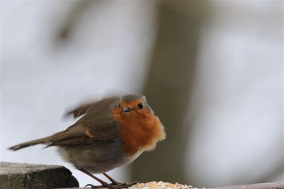 Close-up of robin perching