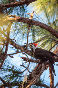 Low angle view of bird perching on tree