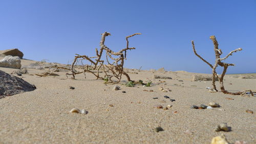 Close-up of sand on beach against clear blue sky