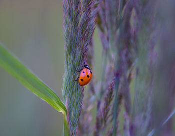 Nature's delicate guardian. red ladybug amongst meadow grass in northern europe