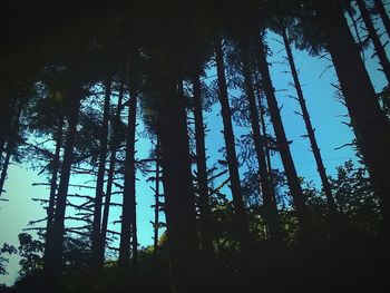 Low angle view of trees in forest