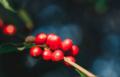 Close-up of red berries growing on plant