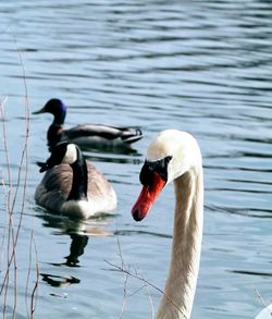 Swans swimming in lake