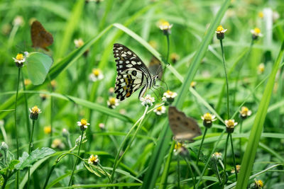 Colorful butterfly on a little flower in the garden.