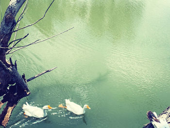 High angle view of swimming in lake