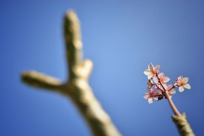 Low angle view of flowering plant against clear blue sky