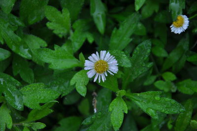 High angle view of purple flowering plant