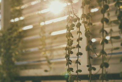 Close-up of illuminated chain hanging on metal