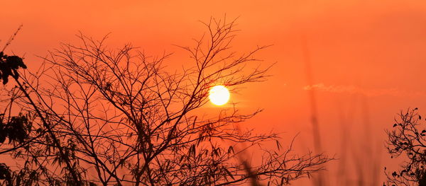 Low angle view of silhouette bare tree against orange sky