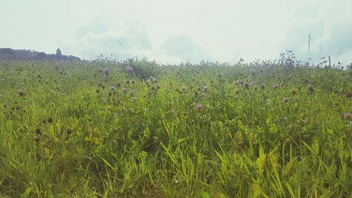 Plants growing on field against sky