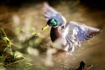 Close-up of bird flying