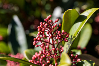 Close-up of red flowering plant