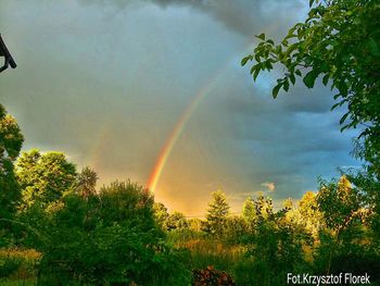 Scenic view of rainbow over trees