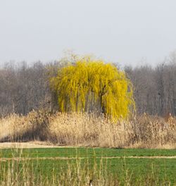 Scenic view of field against sky during autumn