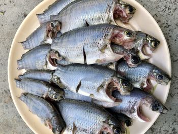 High angle view of fish