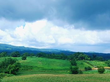 Scenic view of agricultural field against sky