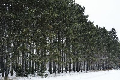 Low angle view of snow covered trees