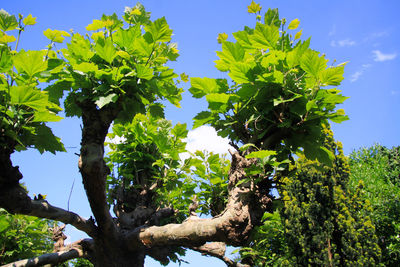 Low angle view of tree against sky