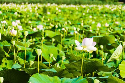 Close-up of white water lily