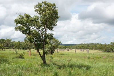 Trees on field against sky