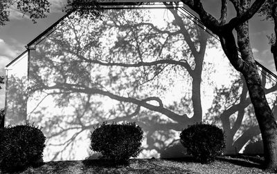 Low angle view of trees against sky in park