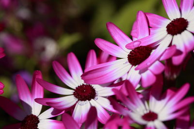 Close-up of pink flowers