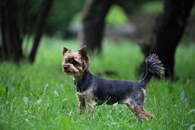 Close-up of a dog on field