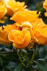 Close-up of yellow flowering plants growing outdoors