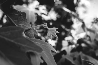 Close-up of maple leaves on plant