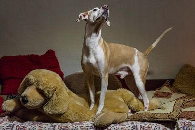 Dog with stuffed toy on bed at home