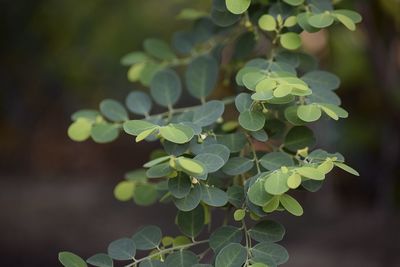 Close-up of leaves on plant