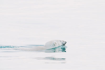 Close-up of white bear