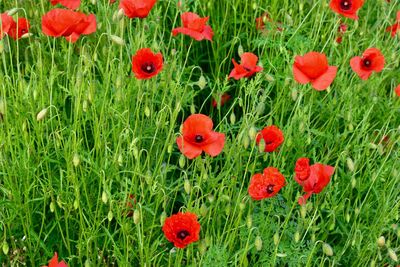 Red poppy flowers blooming in field