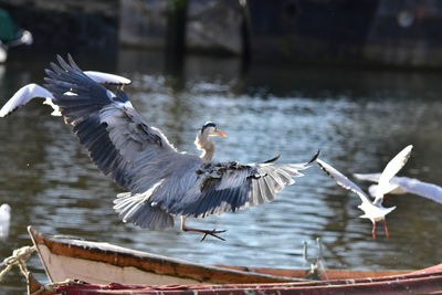 Close-up of bird flying over lake