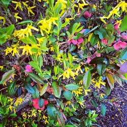 Plant growing on a tree