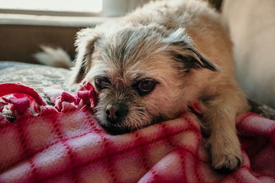 Close-up portrait of a dog at home