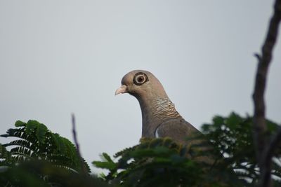 Low angle view of bird perching on tree against sky