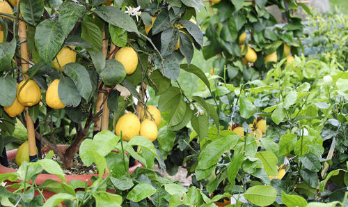 View of fruits growing on tree