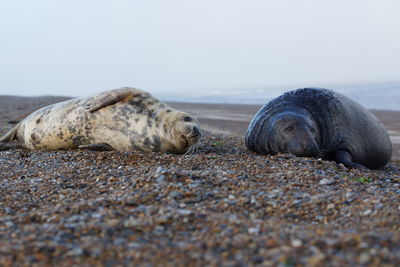 View of sheep on beach