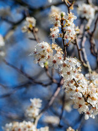 Close-up of cherry blossoms in spring