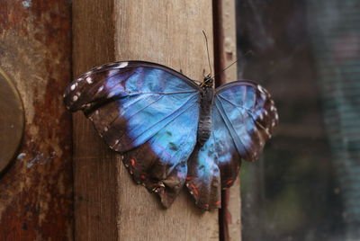 Close-up of butterfly on wood