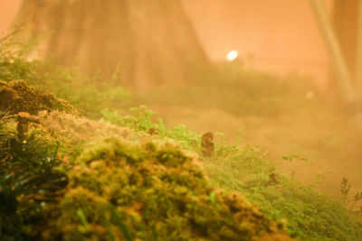 Close-up of plants growing on land