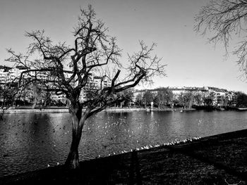 Close-up of silhouette tree in city against sky