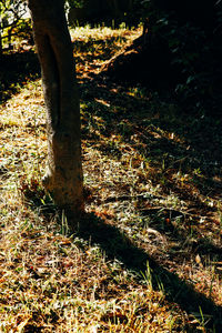 Close-up of tree trunk in forest