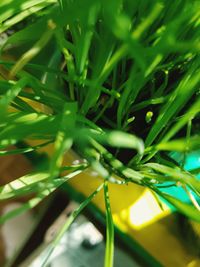 High angle view of plant growing on field