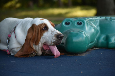 Close-up of dog looking away