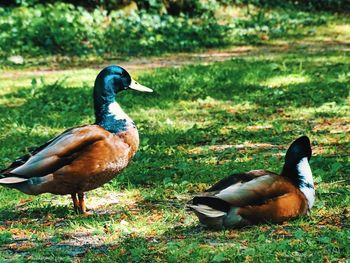 Mallard duck on field