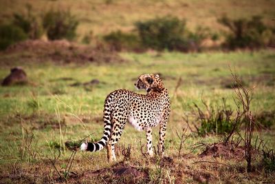 View of a cheetah on grass